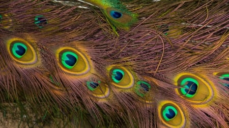 Peacock Feather - hairs, feather, peacock, bird