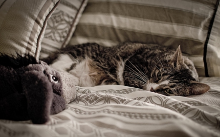 Cat - sleepy, cute, beautiful, cat, sleeping, kitty, cats, hat, cat face, paws, face, animals, pretty, beauty, sweet, kitten, lovely