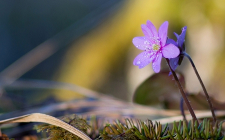 Flower - flower, plant, leaf, nature, grass