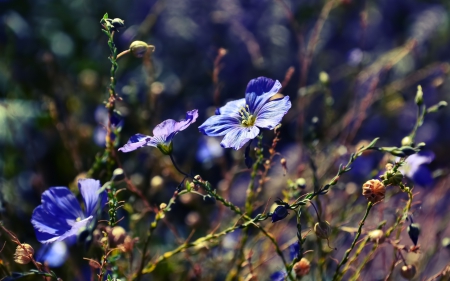 Flower - plant, nature, leaf, flower