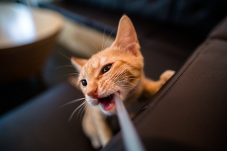 Cat - sleepy, cute, beautiful, cat, sleeping, kitty, cats, hat, cat face, paws, face, animals, pretty, beauty, sweet, kitten, lovely