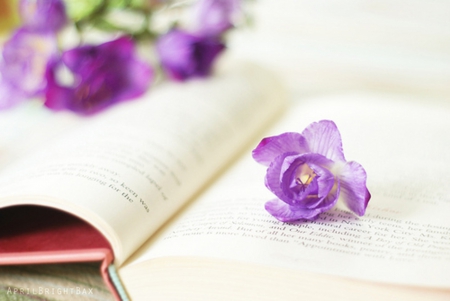 Purple Mystery - love, purple, mystery, flowers, book