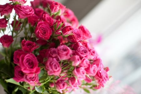 Roses - bugs, beauty, nature, roses, pink, plant, flowers, lovely