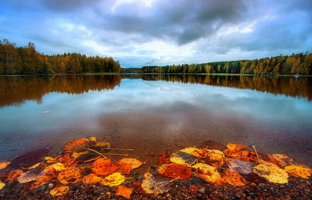 ✫Autumn Leaves in Lake✫ - reflections, creative pre-made, leaves, stunning, Finland, floating, plants, floatings, sky, clouds, trees, waterscapes, photography, fall season, nature, autumn, places, lakes, love four seasons