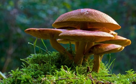 Toadstools - nature, macro, grass, toadstools