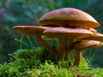 Toadstools