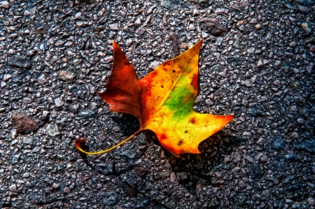 October - nice, autumn, colorful, mirrored, shine, foliage, fall, pretty, reflection, tree, golden, branches, falling, lovely, nature, glow, october, beautiful, leaves, colors