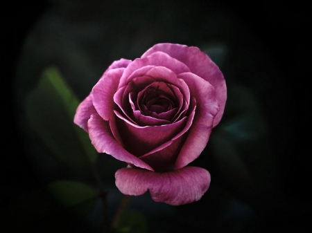 Purple rose For Dreamer (Luiza) - nature, purple, flowers, rose