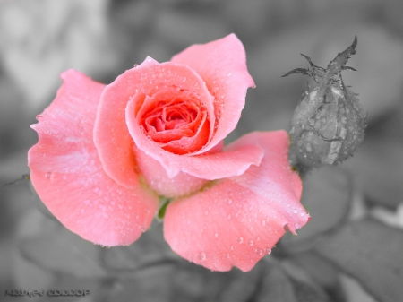 Rose for Elegance (charismatic) - Rose, Pink, Flower, Nature