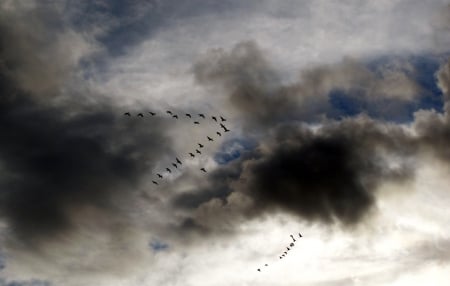 High in the sky - nature, sky, birds, photography