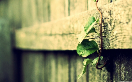 Plant growing on the fence - nature, entertainment, people, other