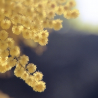 Golden-Wattle