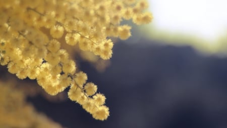 Golden-Wattle - nature, golden, flower, wattle