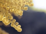 Golden-Wattle