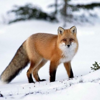 Fox