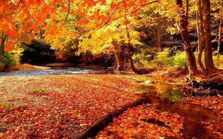 Autumn colors - nice, autumn, trees, stream, foliage, creek, calm, fall, quiet, river, scene, branches, falling, lovely, serenity, nature, forest, beautiful, leaves, colors