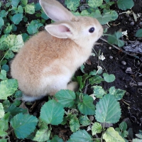 Bunny