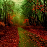 Misty forest in autumn