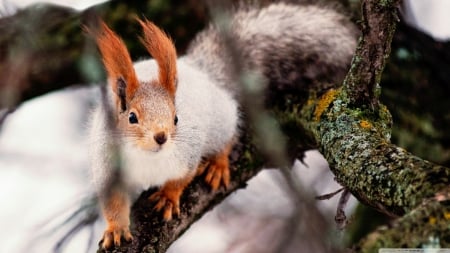 Nimble squirrel - wildlife, squirrels, wallpaper, cute, animals, hd, brach, wild, tree, nature