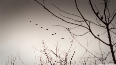 Vintage geese - autumn, sky, animals, geese, fall, dark, grey, cold, tree, fly, birds, freedom, braches, wallpaper, hd, nature, flying