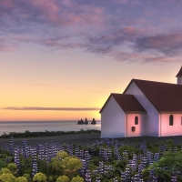 lupins around a beautiful church in iceland