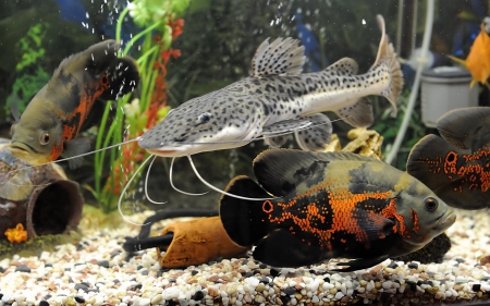 Oscars and Long fish - astronotus ocellatus, oscars, whiskered, tiger, long