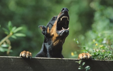 dad!!!!! - Doberman, dog, Evil, wallpaper