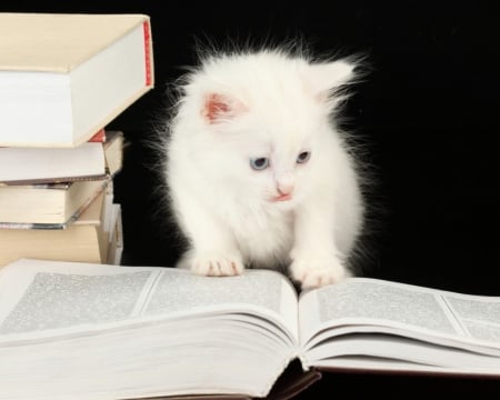 READING UP ON MICE - white, adorable, cute, kitten