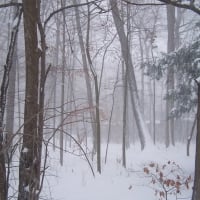 Winter Forest