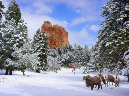 Winter - winter, nature, forest, snow