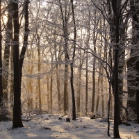 Winter Forest