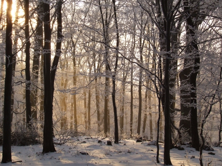 Winter Forest - winter, nature, forest, snow