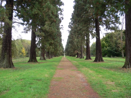 royal line - nature, tracos, foret, france, forests