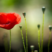 Poppies