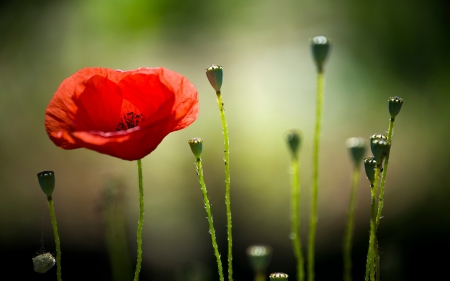 Poppies - flowers, poppy, poppies, nature, splendor