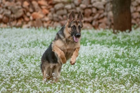 German shepherd - face, pretty, playful dog, cute, animals, beautiful, sweet, puppy, playful, dogs, puppies, lovely, dog face