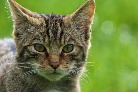 Cat - sleepy, cute, beautiful, cat, sleeping, kitty, cats, hat, cat face, paws, face, animals, pretty, beauty, sweet, kitten, lovely