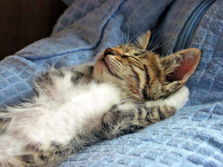 Cat - sleepy, cute, beautiful, cat, sleeping, kitty, cats, hat, cat face, paws, face, animals, pretty, beauty, sweet, kitten, lovely