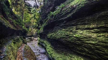 gorge in turkey run state park in indiana - moss, forest, gorge, rocks