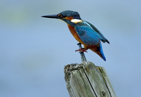 *** Kingsfisher *** - bird, birds, animal, kingsfisher, animals