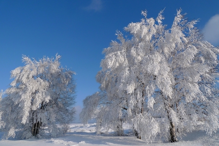 *** Winter *** - snow, trees, winter, frosted