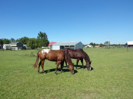 Our beautiful horses!!! :0) - nature, horses, beautiful, animal, pets, outdoor, country