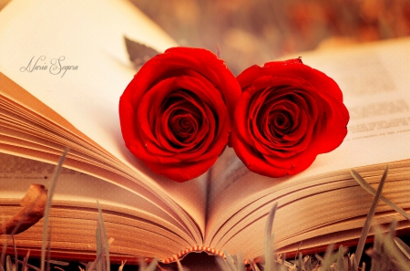 Perfect - flowers, nature, red, book, rose