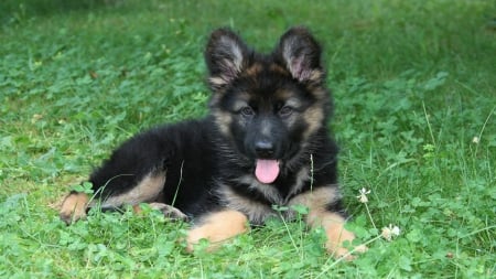 German Shepherd Pup - resting, garden, small, grass, tongue