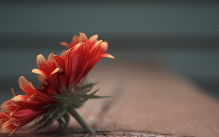 Herberas - leaf, herberas, flower, nature