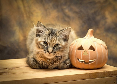 Halloween kitty - pumpkins, cats, halloween, animals, kitty