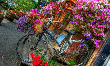 Flower Bicycle - house, pots, blossoms, bakery, summer, hdr, colors