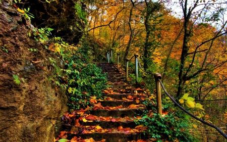 Autumn Stairs - fall, trees, leaves, colors, seasonal