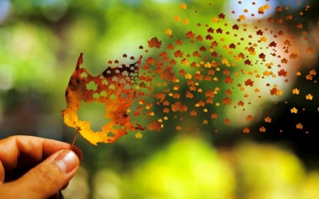 ஜ۩۞۩ஜ - symbol, sign, nature, season, autumn, colored, leaf