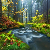 Mystical atmosphere into the Kirnitzsch valley.